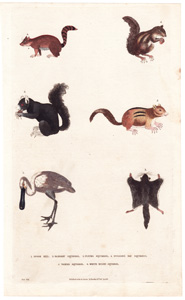 1. Spoon Bill  2. Barbary Squirrel  3. Flying Squirrel  4. Hudson's Bay Squirrel  5. Varied Squirel  6. White nosed Squirrel 



